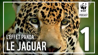Épisode 1 : à la rencontre du jaguar en Guyane | L'Effet Panda : un podcast WWF