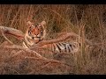 Tiger stalking deer at Ranthambore National park