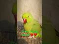 Taking parrot short youtubeshots parrot