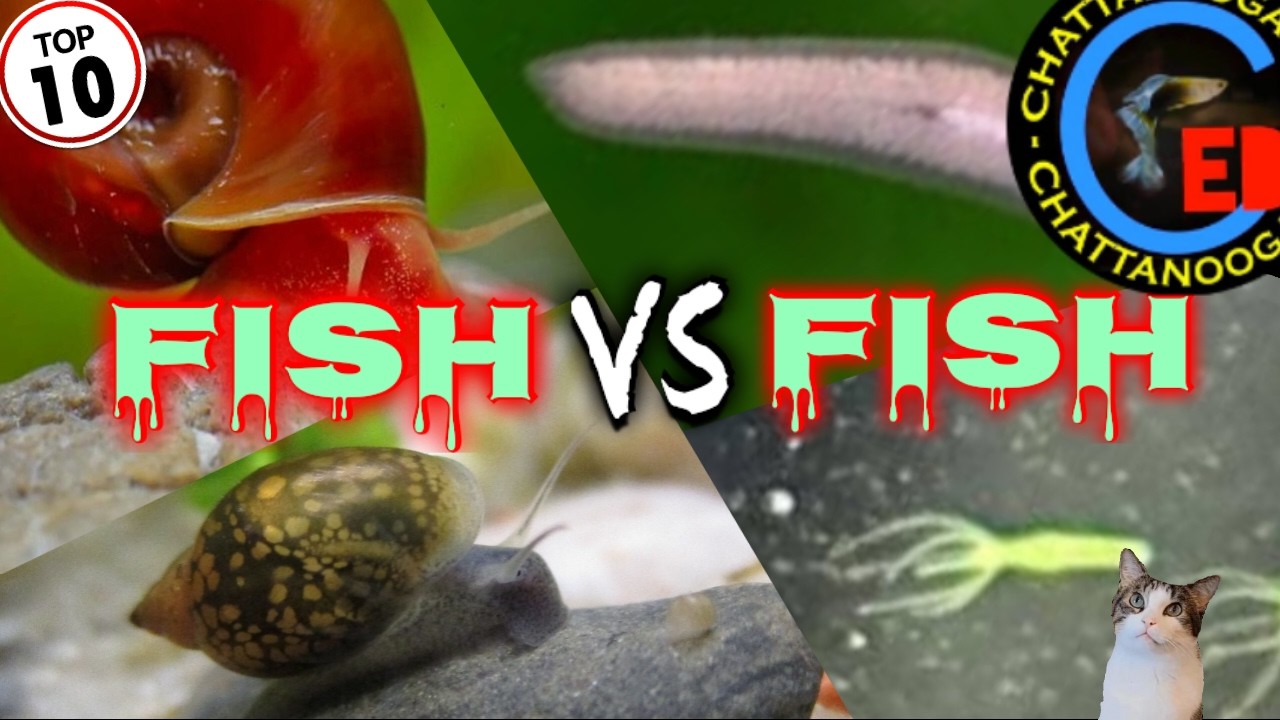 Fish vs Fish... What none of us want nobody wants ... Or do they