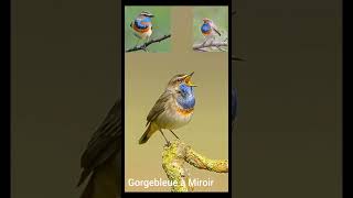 CHANTS D&#39;OISEAUX Gorgebleue à miroir