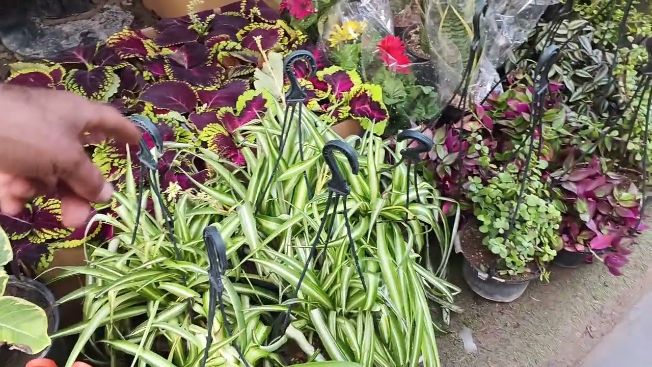 مشتل المطيحه الزراعي اسعار النباتات والاشجار المعمره