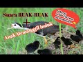 SUARA PIKAT BURUNG RUAK RUAK //SUARA ANAKKAN MEMANGGIL INDUK!!