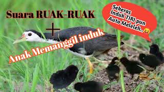 SUARA PIKAT BURUNG RUAK RUAK //SUARA ANAKKAN MEMANGGIL INDUK!!