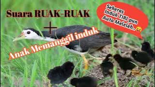 SUARA PIKAT BURUNG RUAK RUAK //SUARA ANAKKAN MEMANGGIL INDUK!!