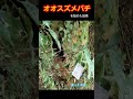 オオスズメバチを舐めた結果