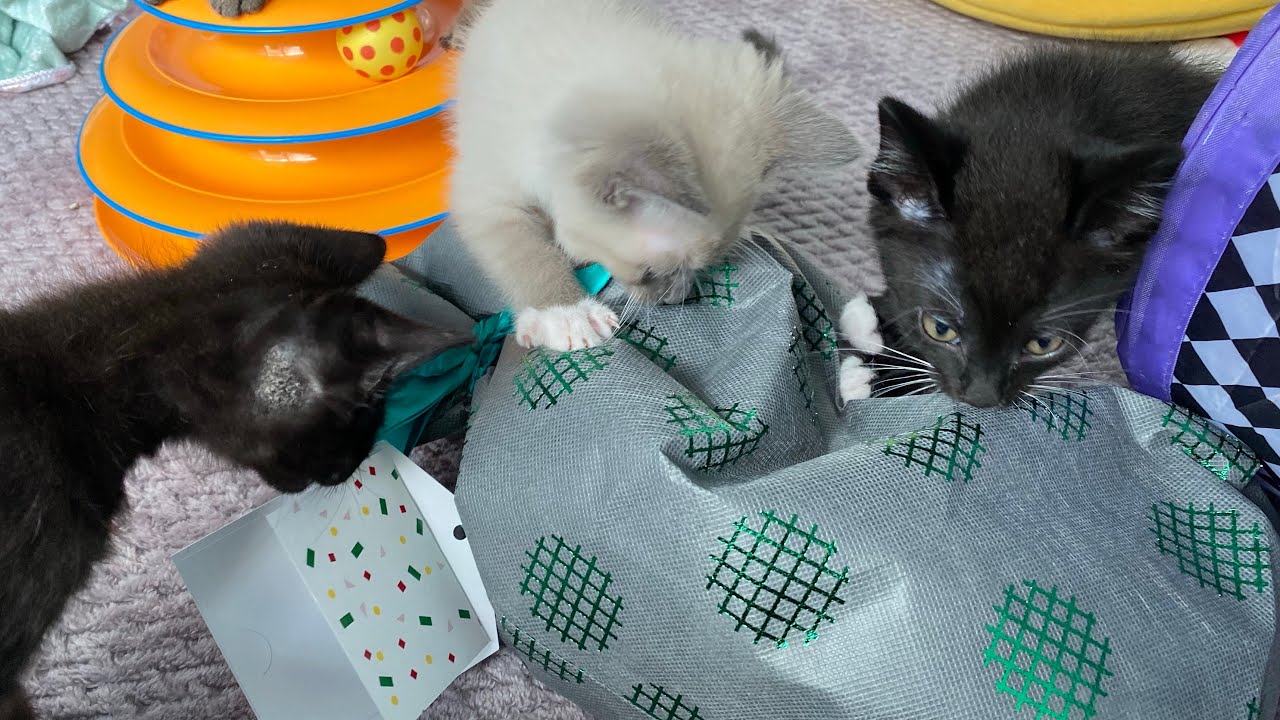 Kittens Open a Surprise Gift 🎁