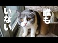 1匹でお留守番の後よろこびを隠せない猫がこちらです
