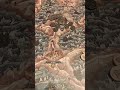 IRONWOOD. Un juegazo asimétrico para 2 jugadores que nos está flipando. @malditogames1334