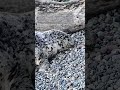 Birth of seal pup leads to temporary closure of Tacoma dock