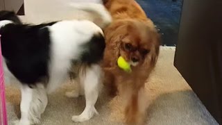 Morning play time with my Cavalier King Charles Spaniels