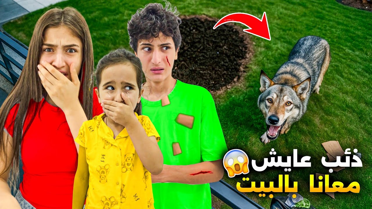 Комната мамы превратилась в кошмар... из-за волка! 😱 Шаабан, волк-участник 😱 Вафаа, Абейр и Шаму....