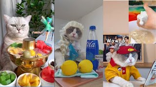 Gatos dominando na cozinha Melhores compilações #2