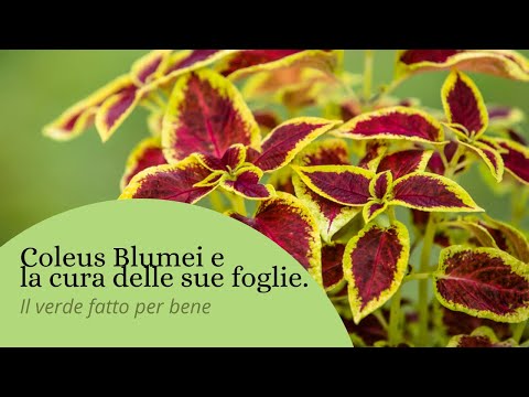 Video: Piante Con Foglie Colorate E La Nostra Salute