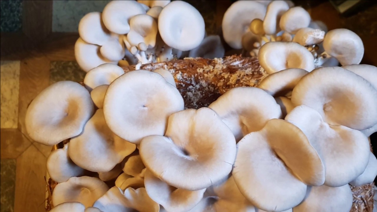 Uprawa Boczniaka w Domu YouTube