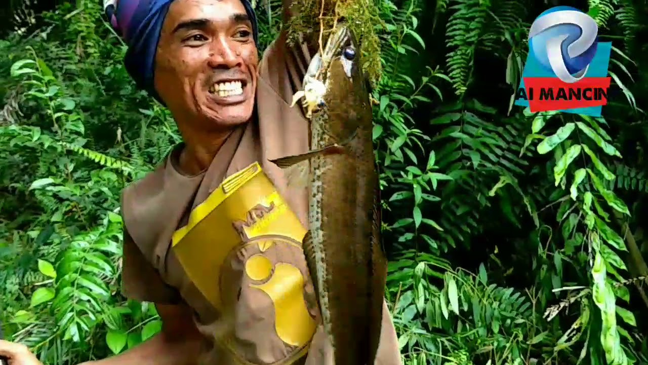 MENGEJUTKAN Spot ikan gabus yang tersembunyi #6 