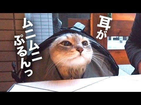 CAT HAL