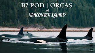 The B7 Orca Pod of Vancouver Island ft. Yaculta | 4K Film | Canada, BC