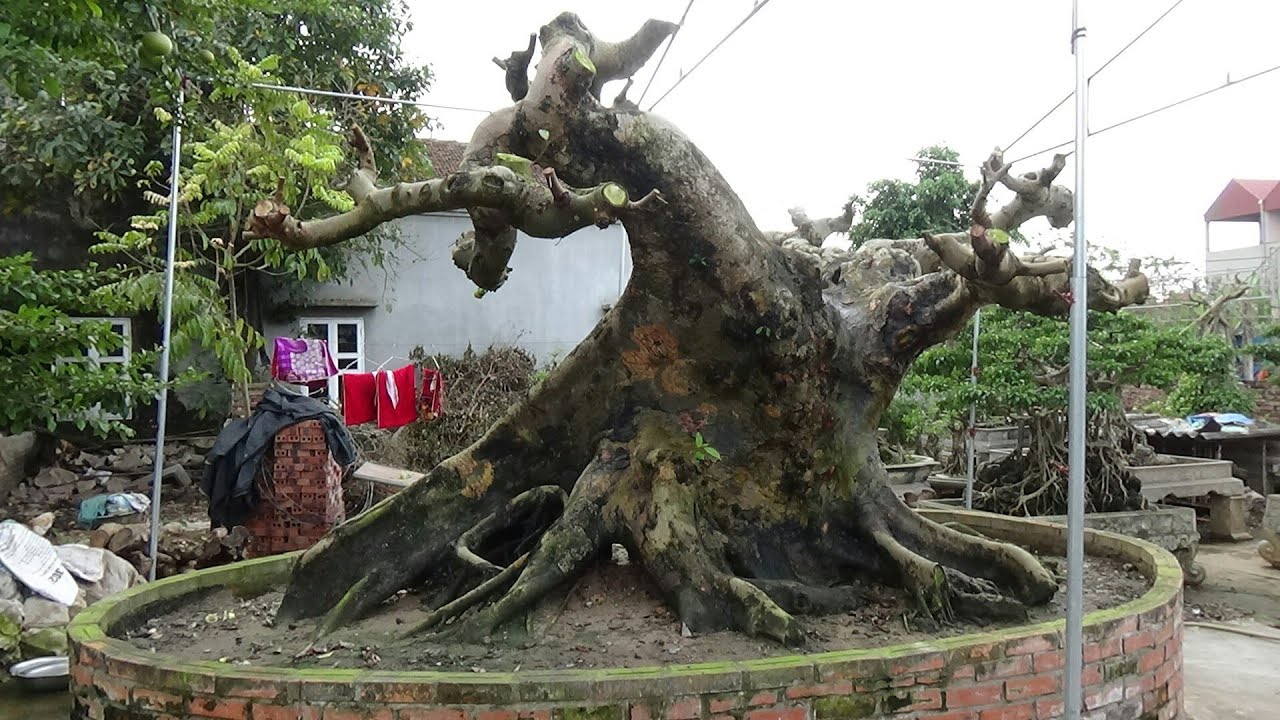 SH.2056.Bất ngờ trước những bệ Sung khủng mà cực đẹp của anh.Nguyễn Trung Phi.Tân yên. Bắc Giang