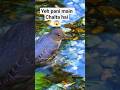 Pani Main Chalnay wala Parinda #facts #animals #wildlife #nature #shorts #animallife #wildanimals