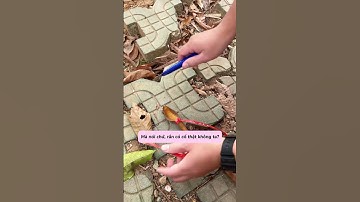 Để xem con rắn của tui sẽ nở to như thế nào .. #dochoidocla #shorts