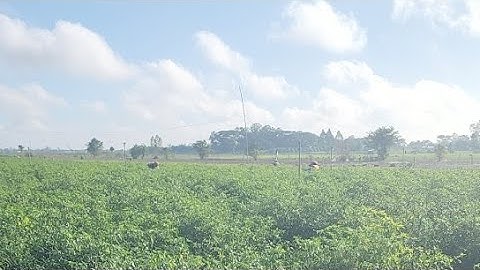 THU HOẠCH ỚT CỬ TIẾP THEO CỦA ANH CHIẾN