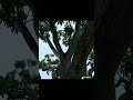 Rain Vibes in Kolkata|Relaxing Rain Sounds| Monsoon Aesthetic Video|#wbnature#ytshorts#youtubeshorts
