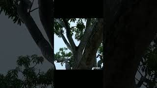 Rain Vibes in Kolkata|Relaxing Rain Sounds| Monsoon Aesthetic Video|#wbnature#ytshorts#youtubeshorts