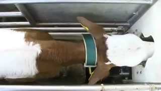 In modern calf rearing feeding systems with individual animal identification are mainly used. The animals are identified via a collar 