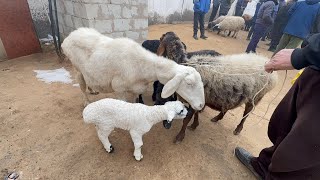 ХАЗОРАСП МОЛ КУЙ БОЗОР НАРХЛАРИ 2 февраля 2026г