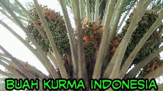 Pulau kecil yang di tumbuhi pohon kurma dengan buah lebat