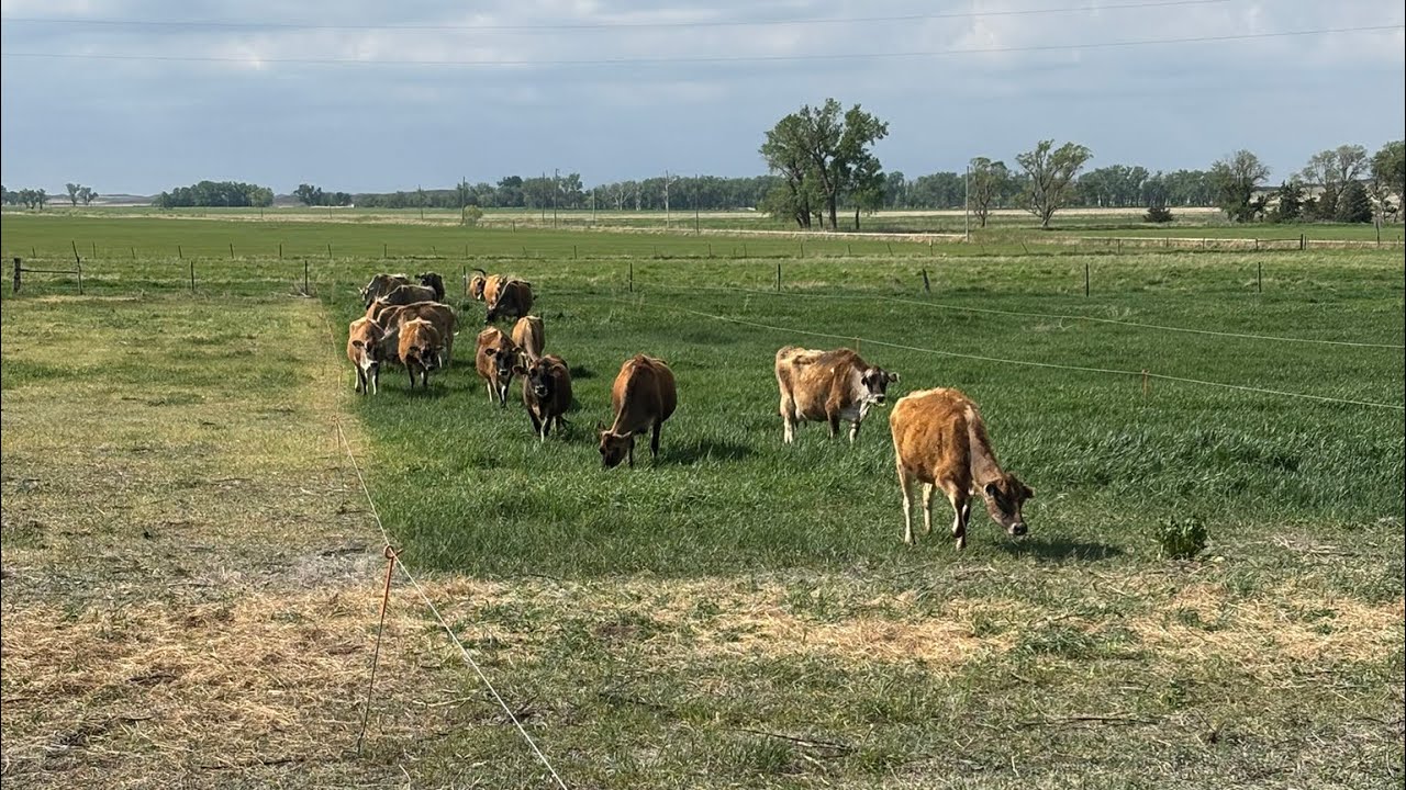 Dairy Grazing Setup, Part 2 of 2 - YouTube