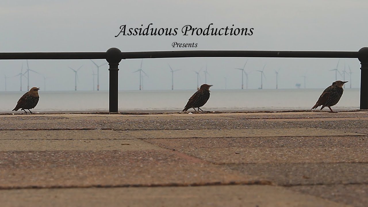 Water Wings & Wind Weavers : Offshore Windfarm Burbo Bank