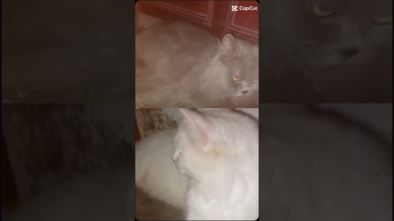 Lily❤ and Buble ❤