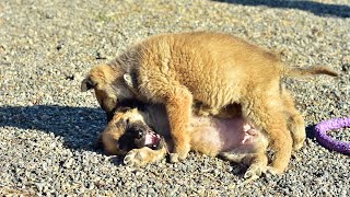 Продолжение истории с бездомными щенками by Шипперке: Филькина грамота 855 views 4 months ago 4 minutes, 14 seconds