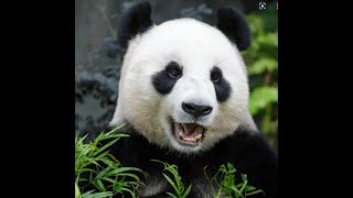 Do you think giant pandas are smart when you see them?