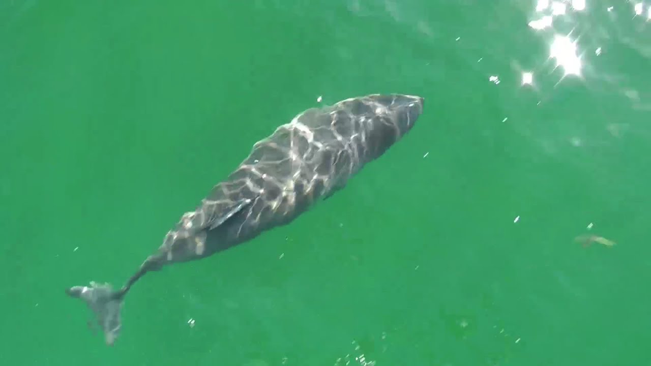 Schweinswalsichtungen in der Ostsee