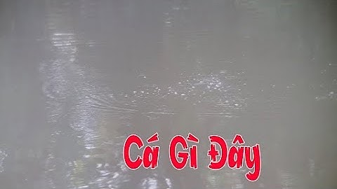 Chia sẻ cách nhận dạng tim cá Chép BÍ KÍP CÂU CÁ CHÉP DÀNH CHO NGƯỜI MỚI phần 2.