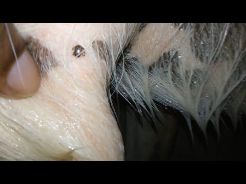 How To Kill Ticks Without Harming Dogs
