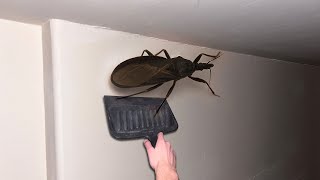 this huge BUG flew into my room...