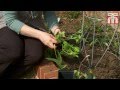 How to sow and grow sweet peas video with Thompson & Morgan.