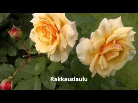 johanna kurkela rakkauslaulu nuotit piano