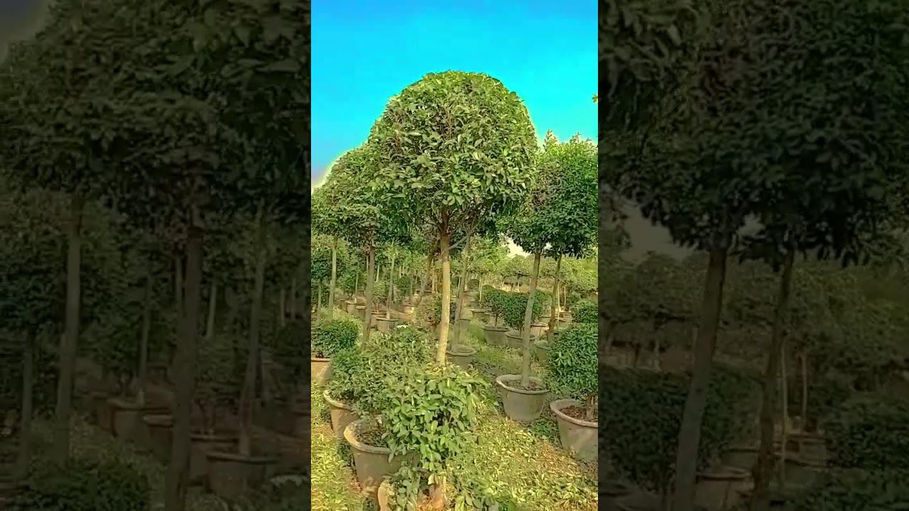 New Kaptan Nursery Form Pattoki All Pakistan 🇵🇰 delivery #nature #nkfarm #mrgreens #kumquats