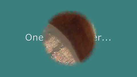 Planaria Flatworm Movement and Regeneration