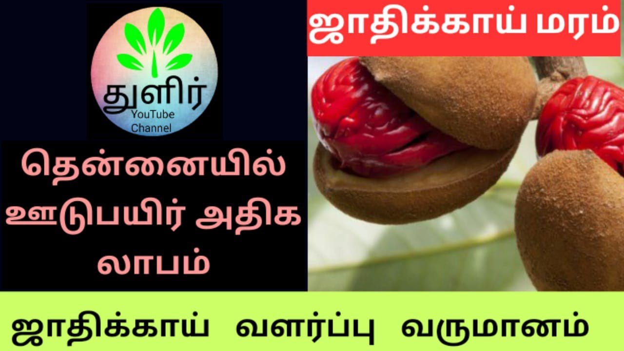 ஜாதிக்காய் வளர்ப்பு பராமரிப்பு வருமானம் தென்னையில் ஊடுபயிர் Nutmeg
