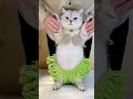 Chat qui danse #cat #pets #danse de chat #apt