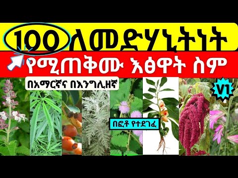 ቪዲዮ: Jujube Tree Care - የጁጁቤ ዛፍ እንዴት እንደሚበቅል