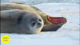 Dippy Tv Foca de Weddell