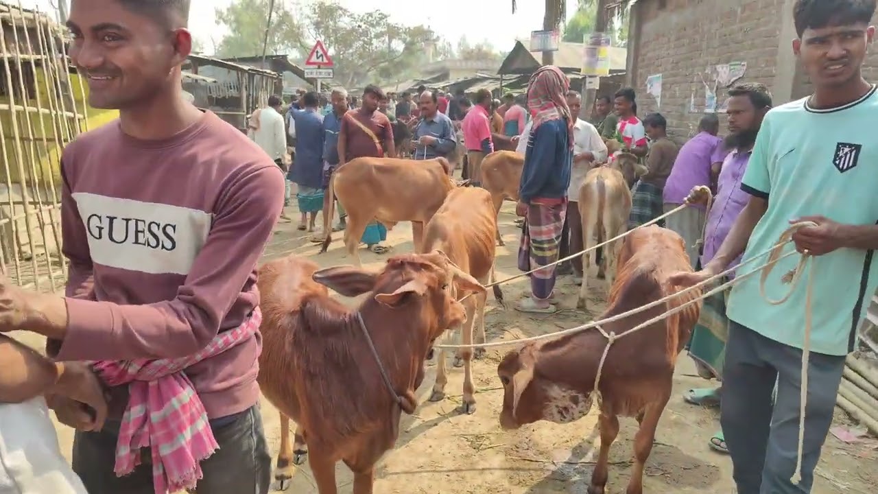 রমজানে আমবাড়ি হাটে সেরা শাইওয়াল খামার উপযোগী ষাঁড়ের দাম কত?