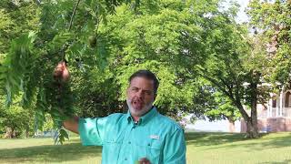 Black walnut (Juglans nigra) - Plant Identification